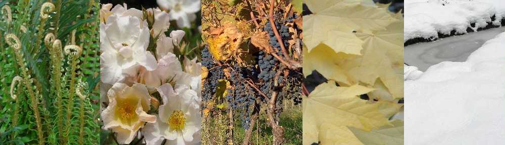 Lynn Carlene – Acupuncture